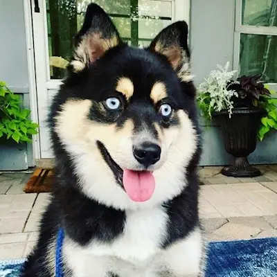 Furry Friend