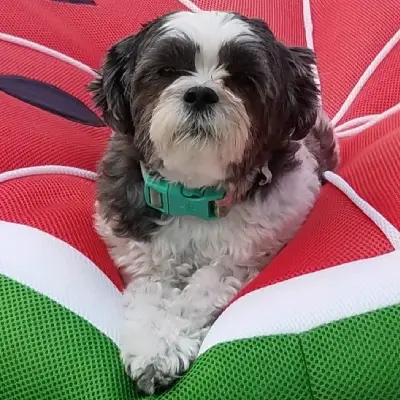 Furry Friend