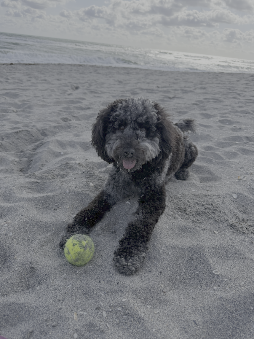 Furry Friend